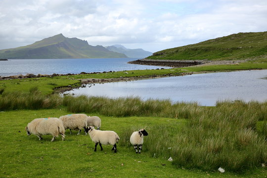View from the An Aird peninsula towards the mountain Ben Tianavaig with sheep in the foreground, Isle of Skye, Highlands, Scotland, UK