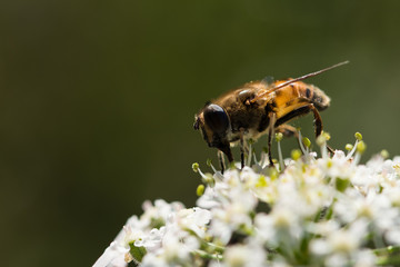 Schwebfliege auf Blüte