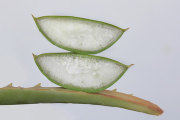 Aloe Vera Pflanze durchgeschnitten