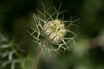 Schwarzk&uuml;mmel, Samenstand (Jungfer im Gr&uuml;nen)