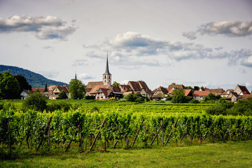 Landscape of vineyards in Alsace
