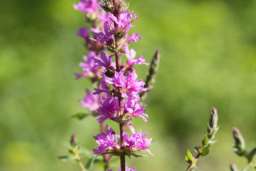 Blutweiderich am Flussufer