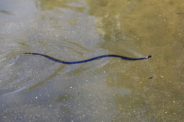 Grass Snake flows to edge 
