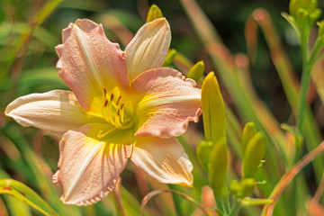 Daylily