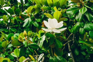 A magnolia flower, green leaves. texture © shepele4ek