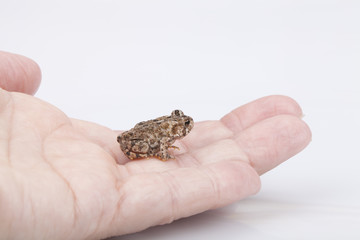 Miniature toad on a hand. Mini toad isolated on white background.