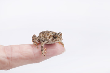 Miniature toad on a fingertip. Mini toad isolated on white background.