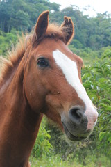 Obraz premium Hourse