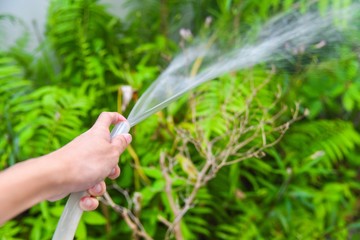 Hand Watering the Plants with a Garden Hose