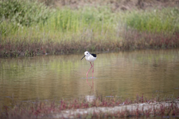 Echasse blanche dans les marais salants