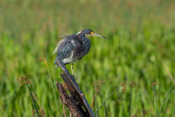 Tricolor Heron