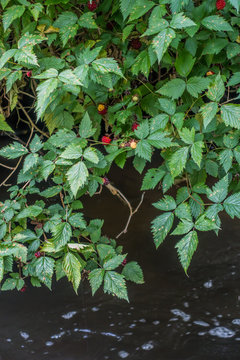 Salmonberry Bush