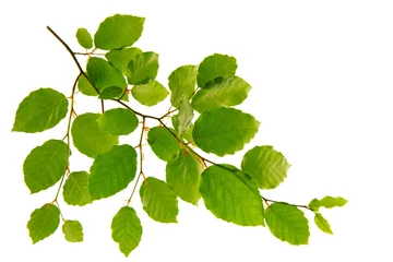 Foto auf Acrylglas Bäume Green leaves isolated on white background.