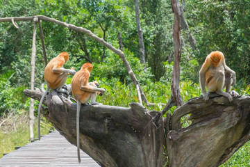 Adult female proboscis monkeys sitting on the wood and waiting for food. Labuk bay, Sabah, Borneo island. Travel Malaysia