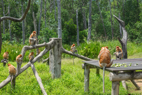 Feedign of proboscis monkeys. Adult male and female monkeys sitting on the wood and eating vegetables and fruits. Labuk bay, Sabah, Borneo island. Travel Malaysia