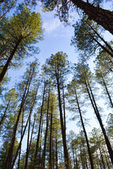 Trees in Payson, AZ