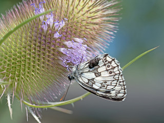 Schachbrett, Melanargia galathea, Wilde Karde