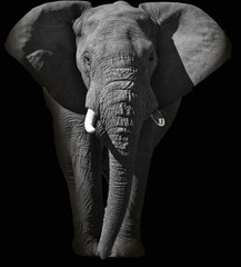 Énorme portrait d& 39 éléphant d& 39 Afrique
