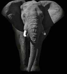 Papier Peint photo Lavable Éléphant Énorme portrait d& 39 éléphant d& 39 Afrique