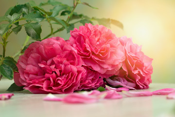 Fototapeta premium beautiful fluffy pink roses are on the table, toned.