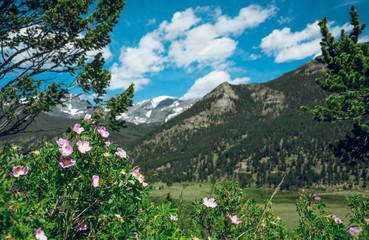 Blooming bush of a wild rose. Summer nature of the Rocky Mountains