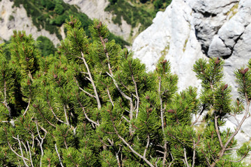 Fototapeta na wymiar Bergkiefer, Mountain pine (Pinus mugo)