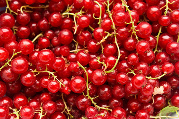  Red currant