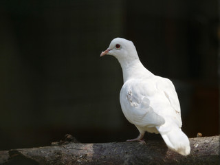 oiseau