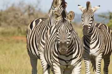 Three zebras standing in short grass