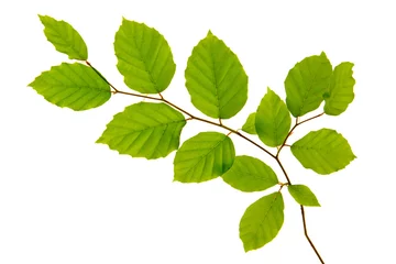 Fototapete Bäume Grüne Blätter isoliert auf weißem Hintergrund.