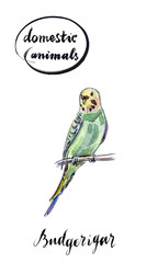Watercolor green and yellow budgerigar