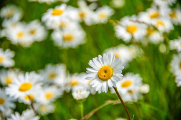 Close-up alone chamomile in focus on a background of a blurry camomile field at summer sunny day