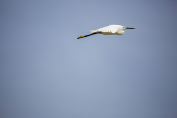 Aigrette garzette en vol