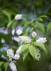 Bird-cherry tree
