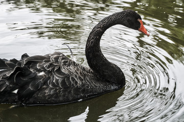 Black swan floating on a pond in Poland.