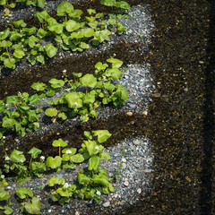 Wasabi Plant