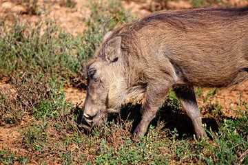 Warthog