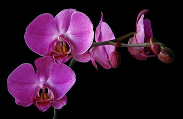 Isolated Pink orchid on black