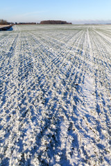 Fototapeta na wymiar Snowy wheat field in early winter.