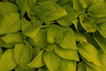 натуральная зелёная текстура из листьев декоративных растений