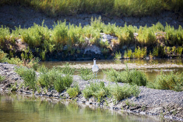 Avocette élégante dans les marais salants