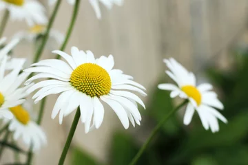 Cercles muraux Marguerites Beautiful large daisies in the garden, summer flowers