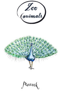 Male peacock with open tail in watercolor