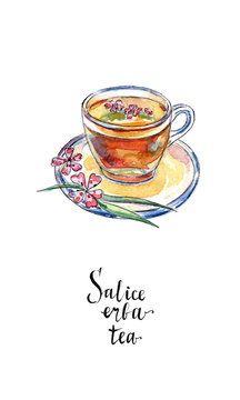 Glass cup of salice erba tea (willow-herb tea) in watercolor