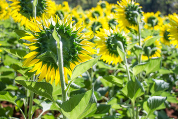 Beautiful sunflowers
