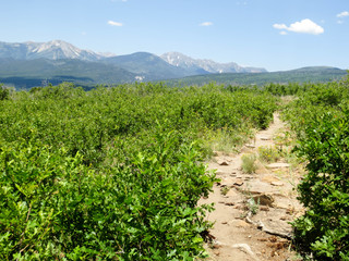 Fototapeta na wymiar Animas trail through green scrub oaks with mountains in Durango, Colorado