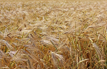 Background from plants of the wheat
