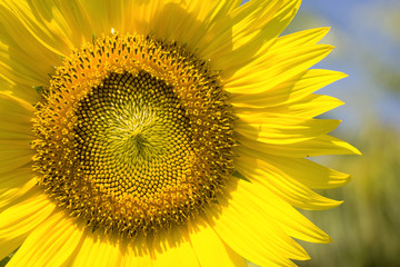 Obraz premium sunflowers and bee in outdoor garden.