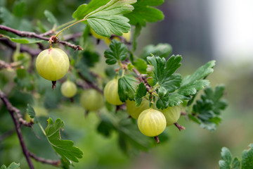 Stachelbeeren / Stachelbeeren an einem Strauch