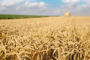 Fototapeta na wymiar Wheat harvest - combine harvester harvesting wheat.